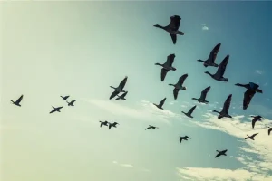 梦见大雁成群在天空飞什么意思(梦见大雁成群满天飞)
